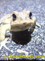 /home//u458753944/public_html/sourcegallery////////Roxborough Toad Detour/2022/2022-03-17/P3170878.JPG